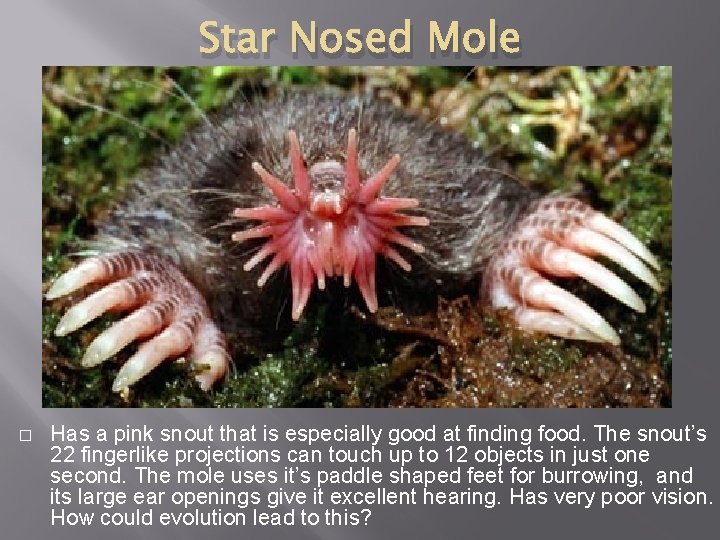 Star Nosed Mole � Has a pink snout that is especially good at finding