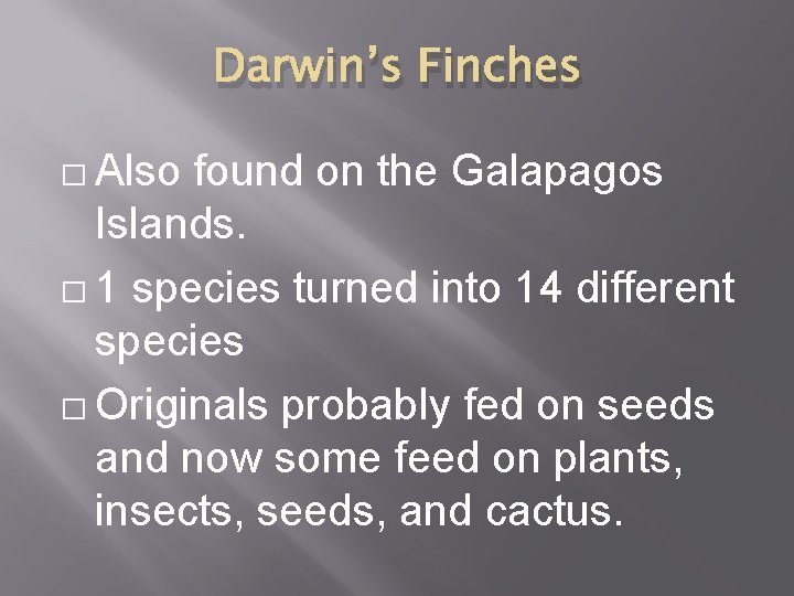 Darwin’s Finches � Also found on the Galapagos Islands. � 1 species turned into