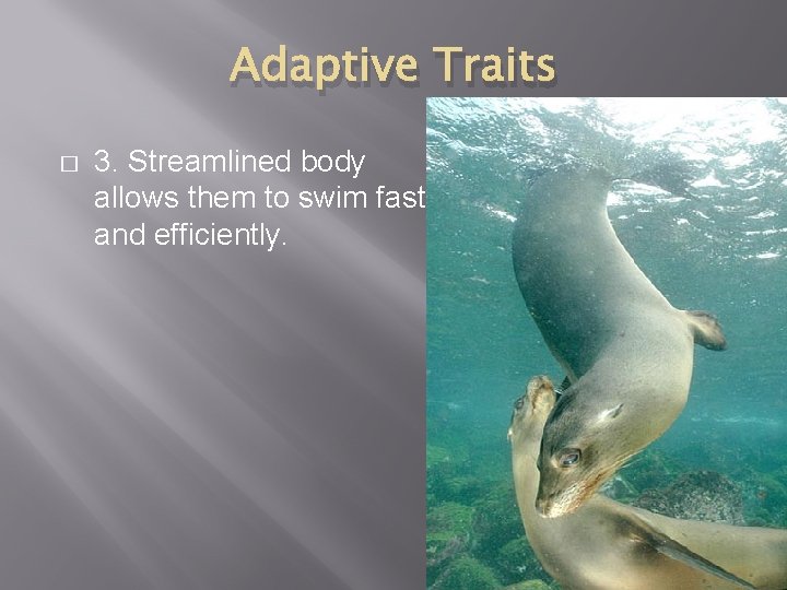 Adaptive Traits � 3. Streamlined body allows them to swim fast and efficiently. 