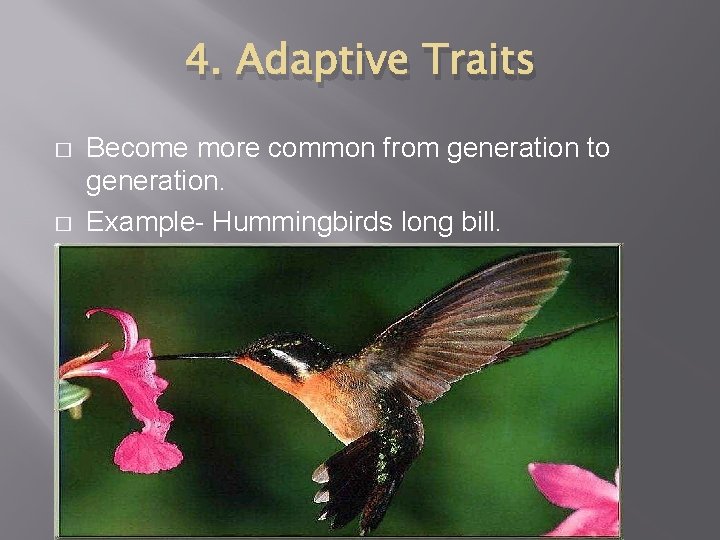 4. Adaptive Traits � � Become more common from generation to generation. Example- Hummingbirds