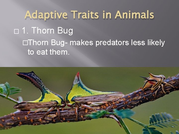 Adaptive Traits in Animals � 1. Thorn Bug �Thorn Bug- makes predators less likely