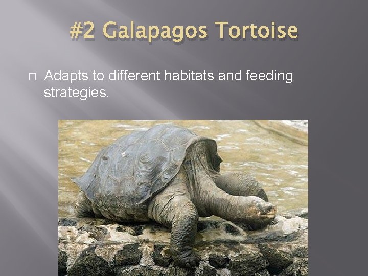 #2 Galapagos Tortoise � Adapts to different habitats and feeding strategies. 