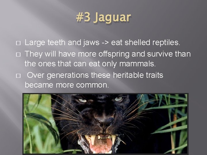 #3 Jaguar � � � Large teeth and jaws -> eat shelled reptiles. They