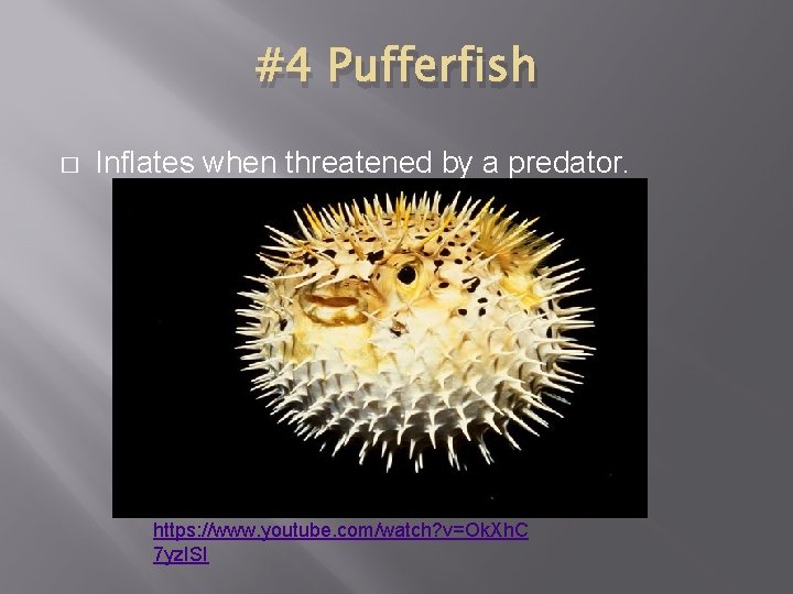 #4 Pufferfish � Inflates when threatened by a predator. https: //www. youtube. com/watch? v=Ok. #4 Pufferfish � Inflates when threatened by a predator. https: //www. youtube. com/watch? v=Ok.