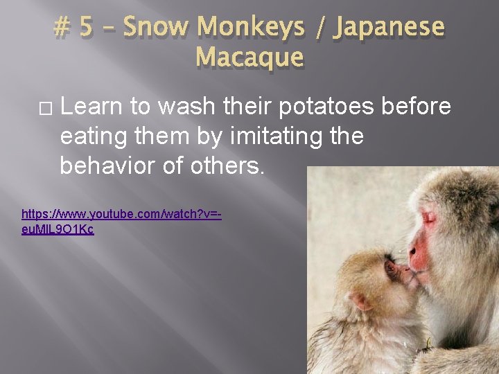 # 5 – Snow Monkeys / Japanese Macaque � Learn to wash their potatoes