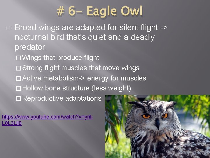 # 6 - Eagle Owl � Broad wings are adapted for silent flight ->