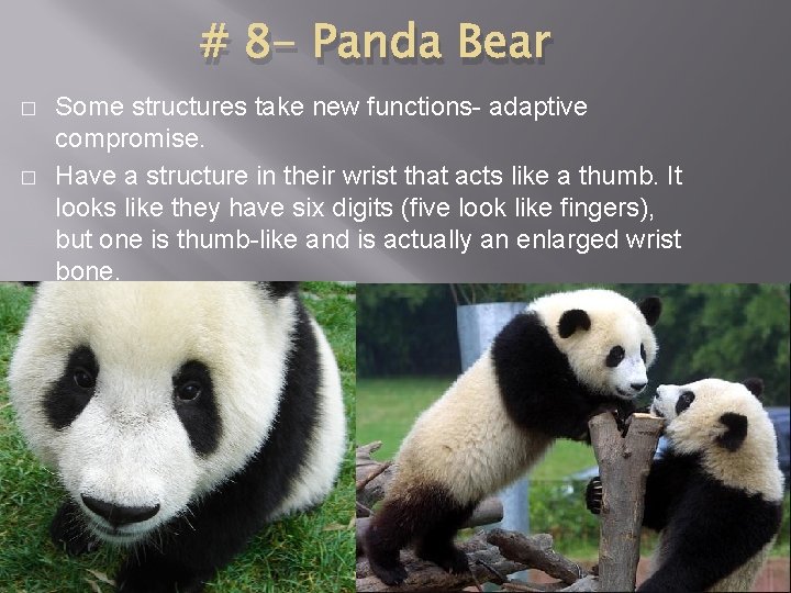 # 8 - Panda Bear � � Some structures take new functions- adaptive compromise.