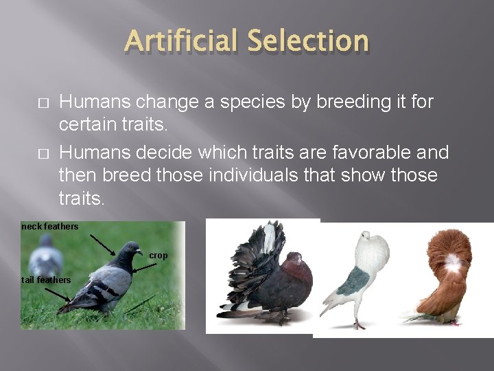 Artificial Selection � � Humans change a species by breeding it for certain traits.