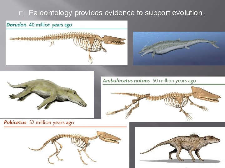 � Paleontology provides evidence to support evolution. 