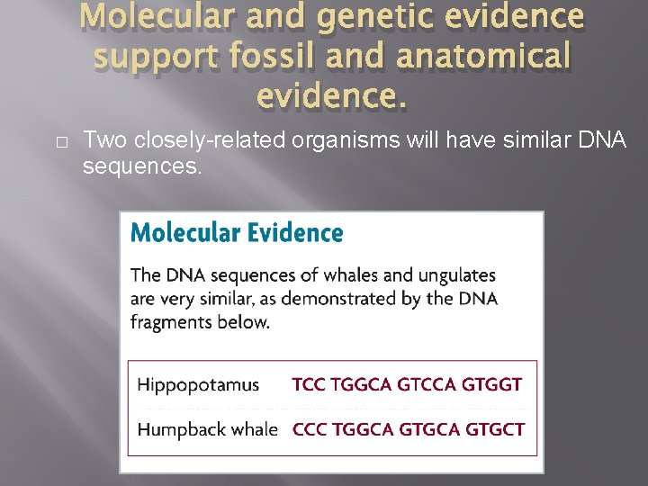 Molecular and genetic evidence support fossil and anatomical evidence. � Two closely-related organisms will