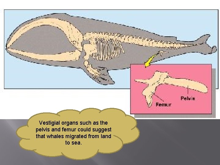 Vestigial organs such as the pelvis and femur could suggest that whales migrated from