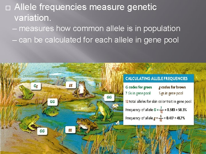 � Allele frequencies measure genetic variation. – measures how common allele is in population