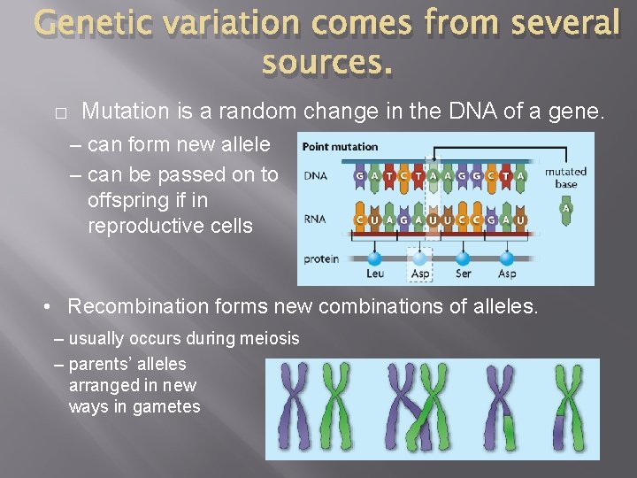 Genetic variation comes from several sources. � Mutation is a random change in the