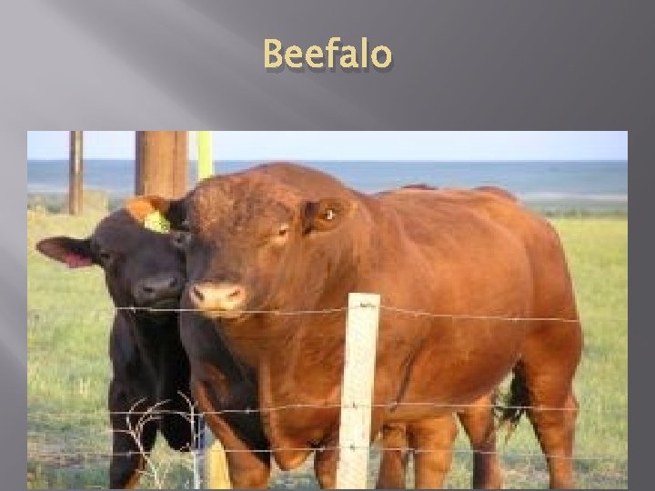 Beefalo 