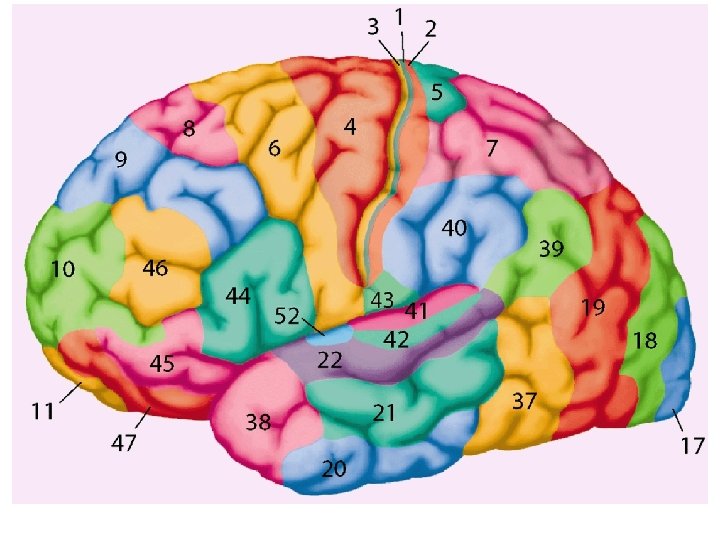 Brodmann, K. , Vergleichende Lokalisationslehre der Grosshirnrinde in ihren Prinzipien dargestellt auf Grund des Brodmann, K. , Vergleichende Lokalisationslehre der Grosshirnrinde in ihren Prinzipien dargestellt auf Grund des