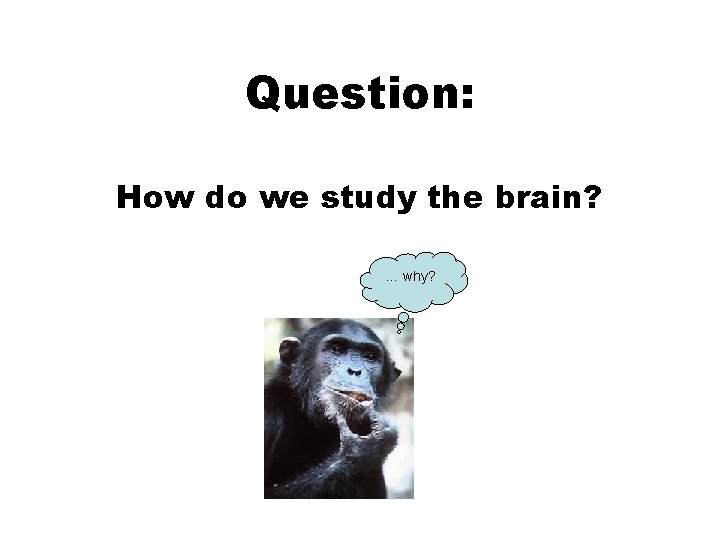 Question: How do we study the brain? … why? Question: How do we study the brain? … why?