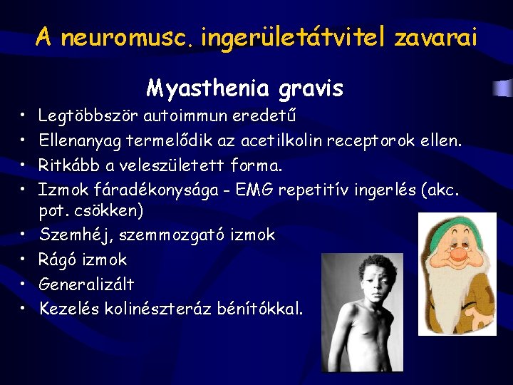 A neuromusc. ingerületátvitel zavarai Myasthenia gravis • • Legtöbbször autoimmun eredetű Ellenanyag termelődik az