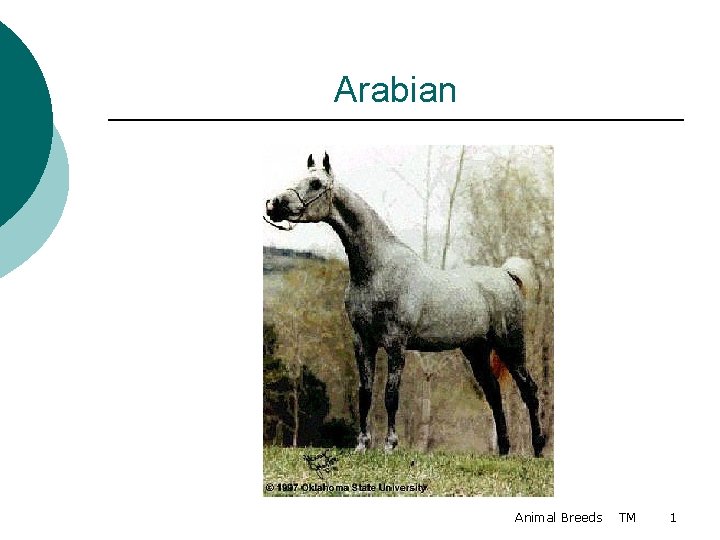 Arabian Animal Breeds TM 1 