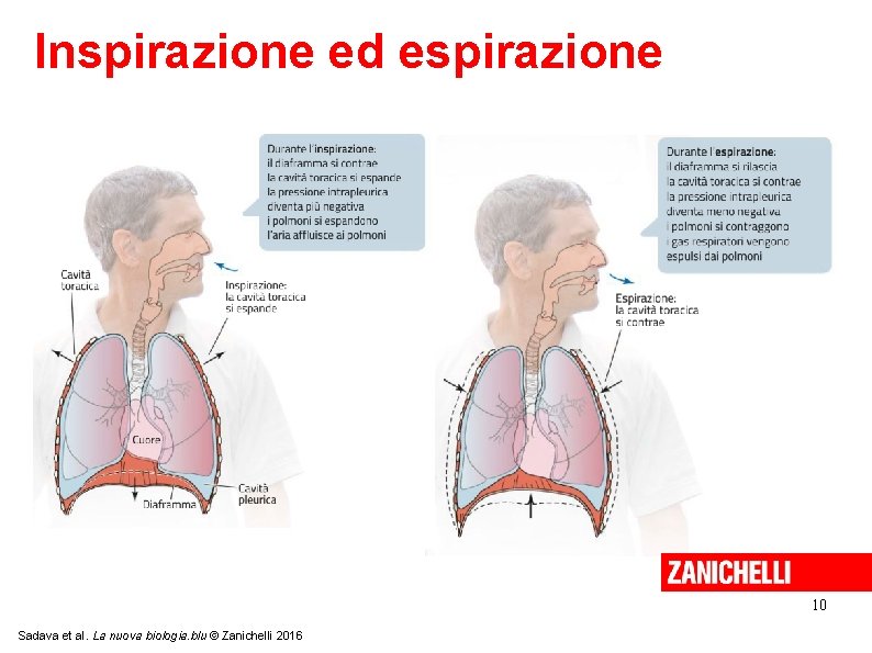 Inspirazione ed espirazione 10 Sadava et al. La nuova biologia. blu © Zanichelli 2016