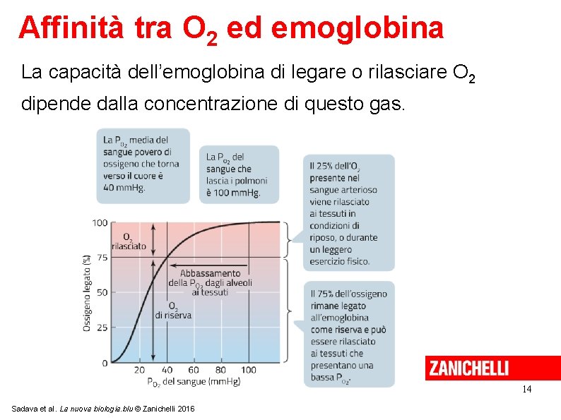 Affinità tra O 2 ed emoglobina La capacità dell’emoglobina di legare o rilasciare O