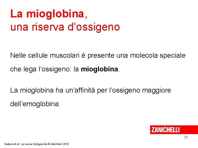 La mioglobina, una riserva d’ossigeno Nelle cellule muscolari è presente una molecola speciale che