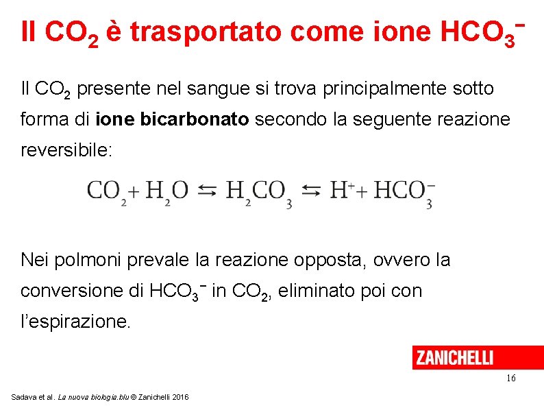 Il CO 2 è trasportato come ione HCO 3 − Il CO 2 presente