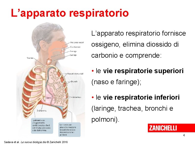 L’apparato respiratorio fornisce ossigeno, elimina diossido di carbonio e comprende: • le vie respiratorie