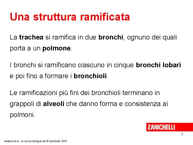 Una struttura ramificata La trachea si ramifica in due bronchi, ognuno dei quali porta