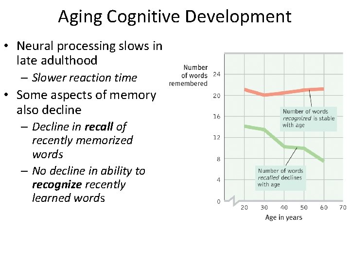 Aging Cognitive Development • Neural processing slows in late adulthood – Slower reaction time