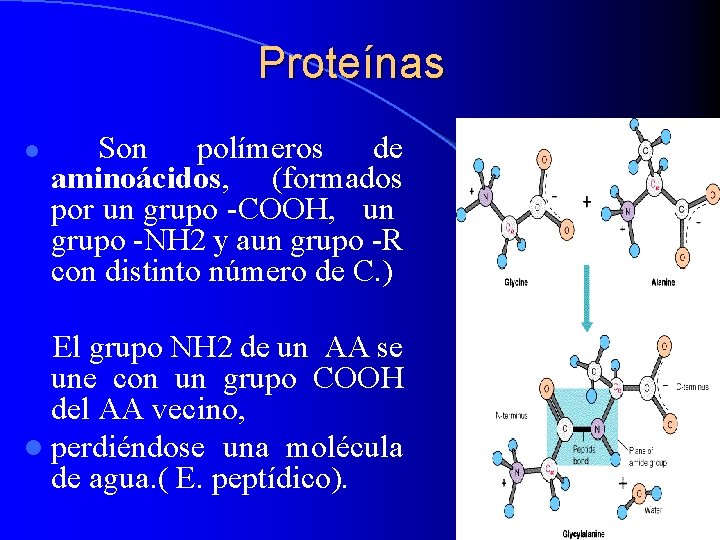 Proteínas l Son polímeros de aminoácidos, (formados por un grupo -COOH, un grupo -NH