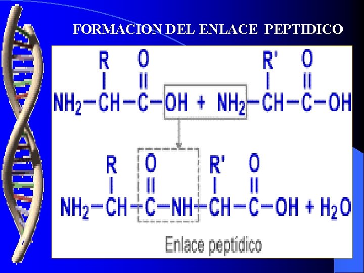 FORMACION DEL ENLACE PEPTIDICO 