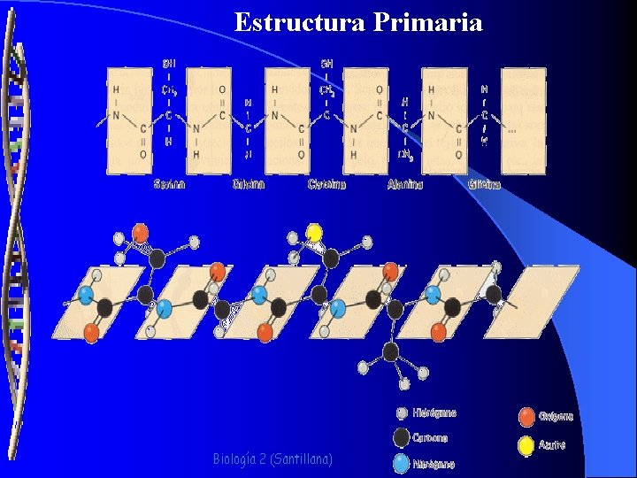 Estructura Primaria 