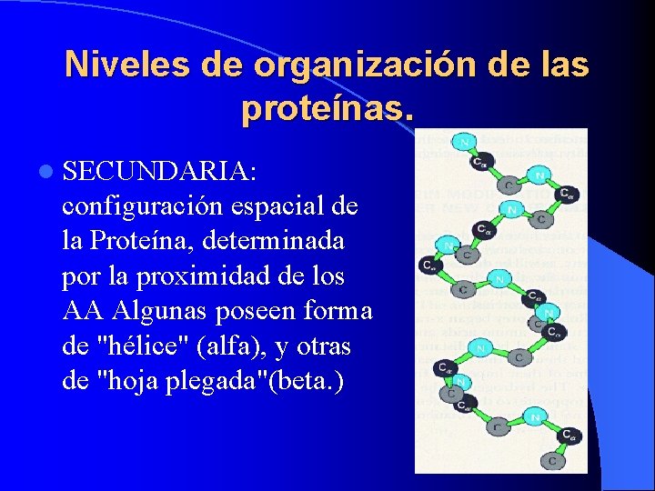 Niveles de organización de las proteínas. l SECUNDARIA: configuración espacial de la Proteína, determinada