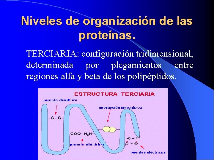 Niveles de organización de las proteínas. TERCIARIA: configuración tridimensional, determinada por plegamientos entre regiones