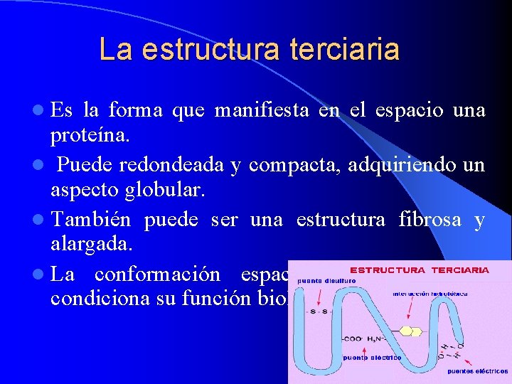 La estructura terciaria l Es la forma que manifiesta en el espacio una proteína.