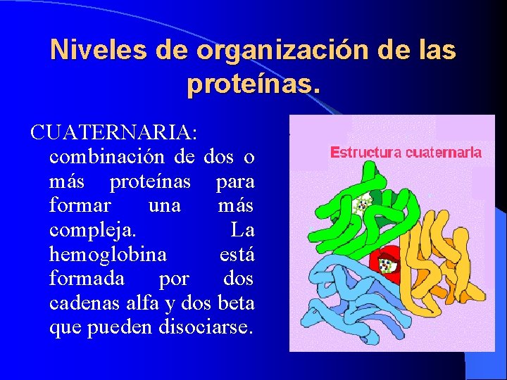 Niveles de organización de las proteínas. CUATERNARIA: combinación de dos o más proteínas para