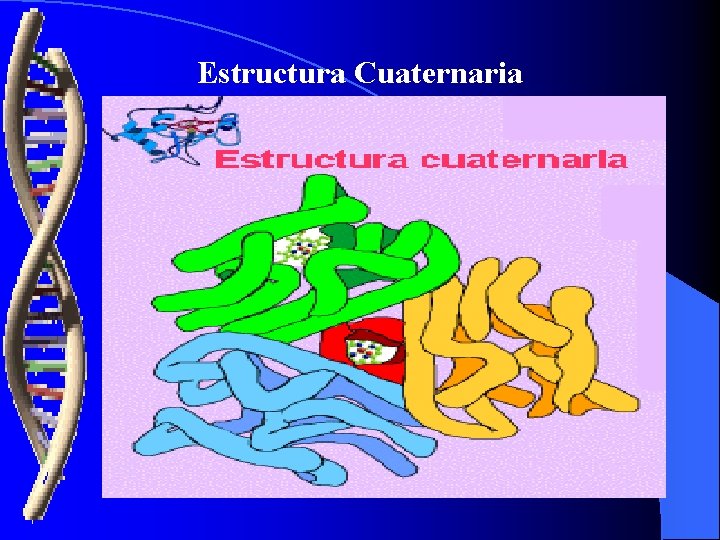 Estructura Cuaternaria 