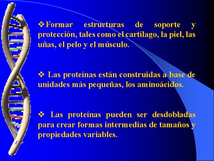 v. Formar estructuras de soporte y protección, tales como el cartílago, la piel, las