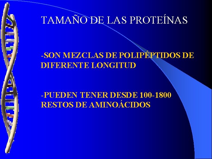 TAMAÑO DE LAS PROTEÍNAS -SON MEZCLAS DE POLIPÉPTIDOS DE DIFERENTE LONGITUD -PUEDEN TENER DESDE