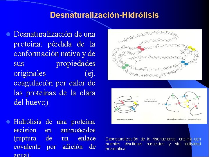 Desnaturalización-Hidrólisis l Desnaturalización de una proteína: pérdida de la conformación nativa y de sus