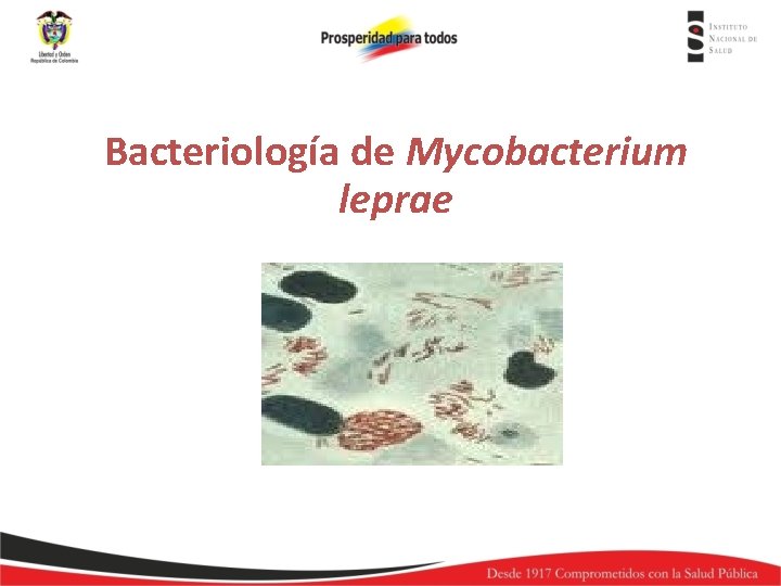 Bacteriología de Mycobacterium leprae 