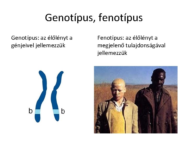 Genotípus, fenotípus Genotípus: az élőlényt a génjeivel jellemezzük Fenotípus: az élőlényt a megjelenő tulajdonságával