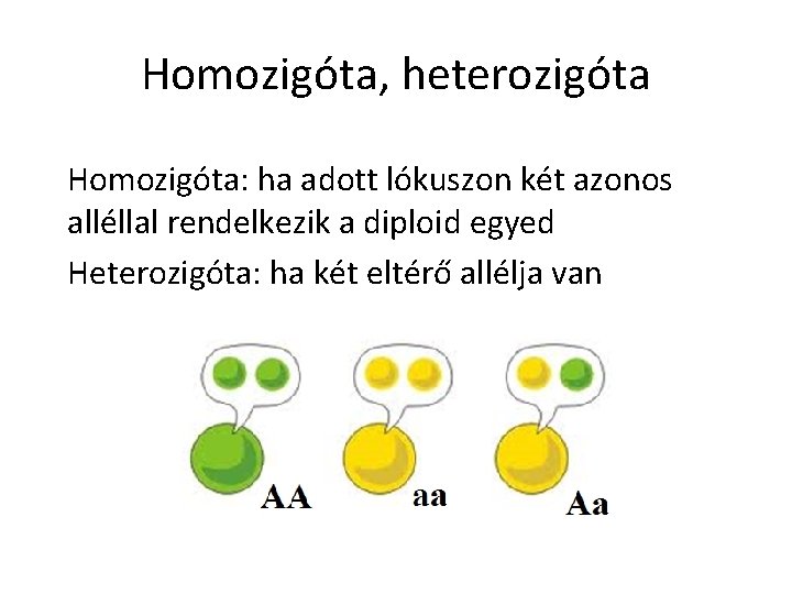 Homozigóta, heterozigóta Homozigóta: ha adott lókuszon két azonos alléllal rendelkezik a diploid egyed Heterozigóta: