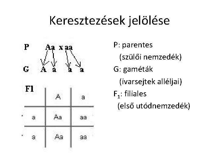 Keresztezések jelölése P: parentes (szülői nemzedék) G: gaméták (ivarsejtek alléljai) F 1: filiales (első