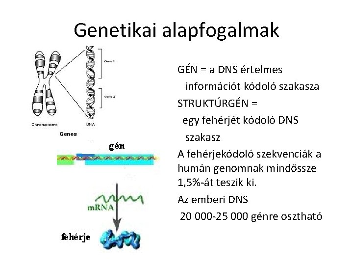 Genetikai alapfogalmak GÉN = a DNS értelmes információt kódoló szakasza STRUKTÚRGÉN = egy fehérjét