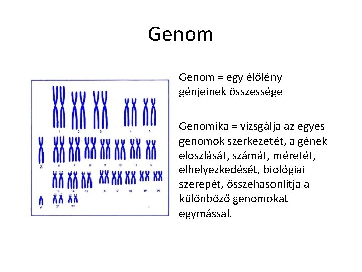 Genom = egy élőlény génjeinek összessége Genomika = vizsgálja az egyes genomok szerkezetét, a