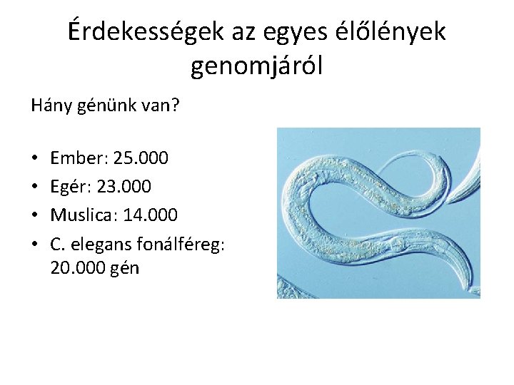 Érdekességek az egyes élőlények genomjáról Hány génünk van? • • Ember: 25. 000 Egér: