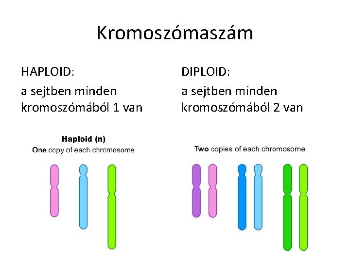 Kromoszómaszám HAPLOID: a sejtben minden kromoszómából 1 van DIPLOID: a sejtben minden kromoszómából 2