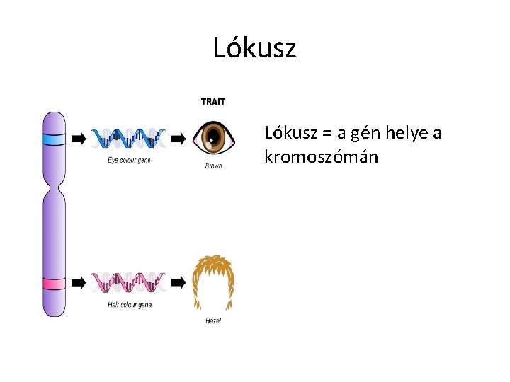 Lókusz = a gén helye a kromoszómán 