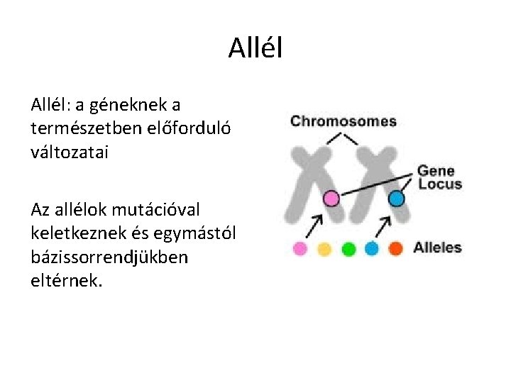 Allél: a géneknek a természetben előforduló változatai Az allélok mutációval keletkeznek és egymástól bázissorrendjükben